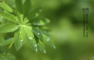 谷雨是什么季節