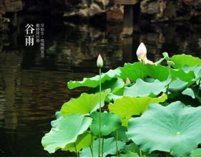谷雨是什么季節