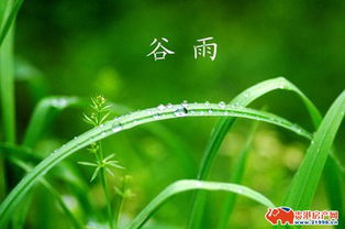 谷雨是什么季節