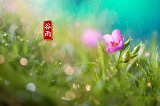 谷雨是春天還是夏天