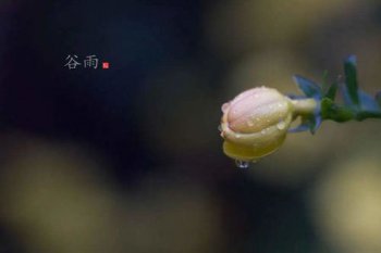谷雨是春天還是夏天