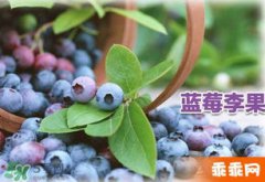火車上藍莓李果怎么樣