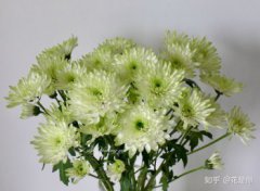 小雛菊插在水里怎么養