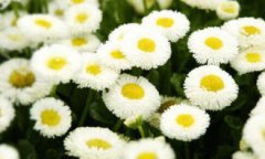 小雛菊的花語是什么