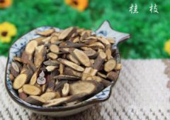 桂枝是什么