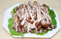 茶樹菇泡多久