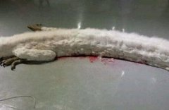 蛟龍存在嗎