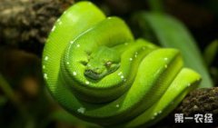 蟒蛇有毒嗎