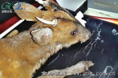 麂子的角是什么樣子的，有什么來歷（可以掛門口辟邪）