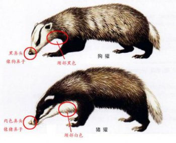 閏土里的猹是什么動物？魯迅先生捏造的（類似狗獾）