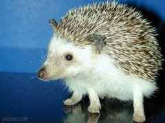 刺猬為什么不能隨便養，家里養刺猬影響財運不吉利(迷信說法）