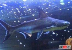 瀕臨滅絕的成吉思汗魚，生性彪悍體長超1米(魚界平頭哥)