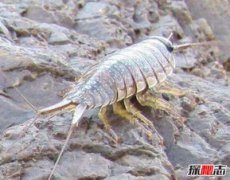 海蟑螂能吃嗎，答案是肯定能吃的