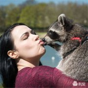 中國飼養浣熊違法嗎，這種動物看著比較萌，還好合法
