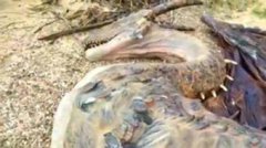 中國真的有龍存在嗎，東北掉下一條真龍世嚇了村民一跳