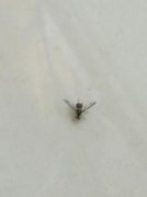 身邊老有蟲子預示什么
