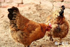 家里的雞死迷信預示