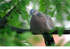 布谷鳥寓意