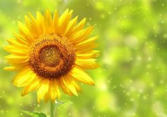 向日葵的寓意和象征