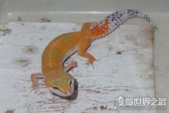 家養壁虎吃什么，它們一般吃各類昆蟲(蒼蠅蚊子飛蛾什么的)