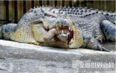 實拍鱷魚吃人事件場面血腥，女大學生被肢解活吞