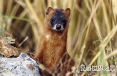 黃鼠狼圖片大全，真實的黃鼠狼看起來竟然很可愛