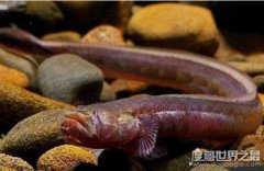 海洋中長得最丑的魚，狼牙蝦虎魚(即使被砍掉頭也能活)