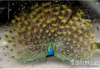 孔雀的尾巴像什么一樣，像一把普通美麗的大扇子