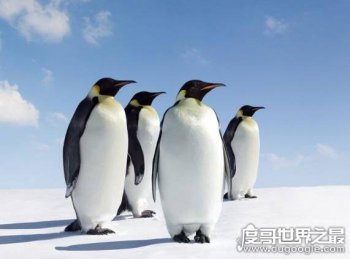 企鵝生活在哪里，18種企鵝主要生活在南半球