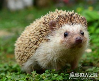 撿到刺猬是吉是兇，是能招財進寶的大吉之兆