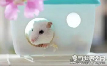 倉鼠的壽命有多長，羅伯羅夫斯基倉鼠壽命最長