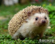 撿到刺猬是吉是兇，是能招財進寶的大吉之兆