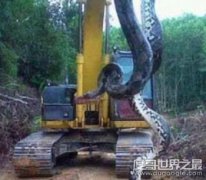貴州挖出4噸大蛇，與挖掘機手臂一般粗