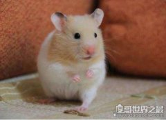 金絲熊壽命多少年，平均兩年左右就死掉了