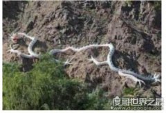 山東真實的蛇化龍的事，巨蛇渡劫成功直接化龍飛走