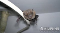 蝙蝠飛到家里是什么預兆，寓意福從天降