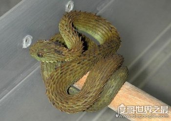 世界上最漂亮的蛇排名，邊襪帶蛇花紋美麗鮮艷