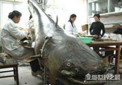 世界十大最兇猛淡水魚排行榜，亞馬遜鲇魚擁有超強的咬合力
