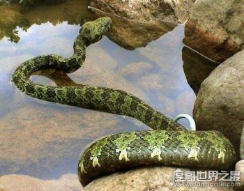 世界上最大的毒蛇，莽山烙鐵頭最大可達4米長