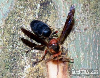 螫死人紀錄最多黑腹虎頭蜂，毒性僅次于中國大虎頭蜂