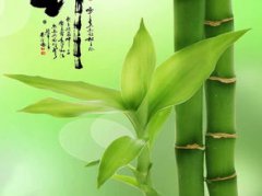 竹子的寓意和象征