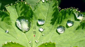 谷雨的寓意