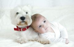 2018年農歷幾月出生的狗寶寶最好，生于一月的狗寶寶