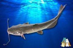 一般清江魚多少錢一斤，以本地成交價為標準一般在20～40元斤