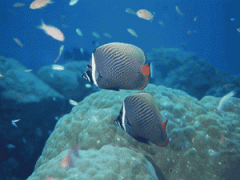 世界上最大的海洋生物是什么，世界上最大的海洋生物是藍鯨