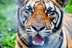 東北虎是幾級保護動物，是國家一級保護動物