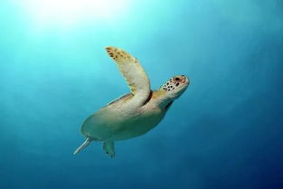 保護海洋生物的宣傳語，保持海洋潔凈，保持地球平衡