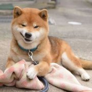 什么犬適合家養，泰迪、邊境牧羊犬、金毛、哈士奇