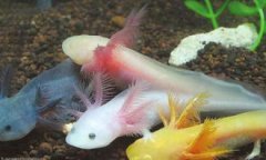 六角恐龍魚多少錢，一般是在15-20元左右