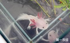 六角龍魚吃魚飼料嗎，吃魚飼料可喂食紅蟲、蚯蚓等